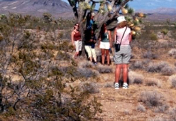 students studying Joshua tree in desert