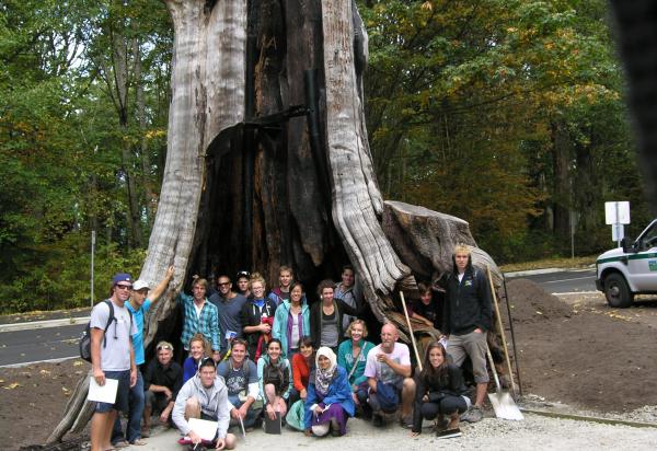 Group shot base of hollow tree
