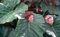 Two students with their heads in a gigantic leaf