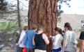 Students forming a ring around a tree taking notes
